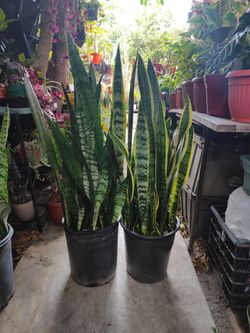 Snake Plants