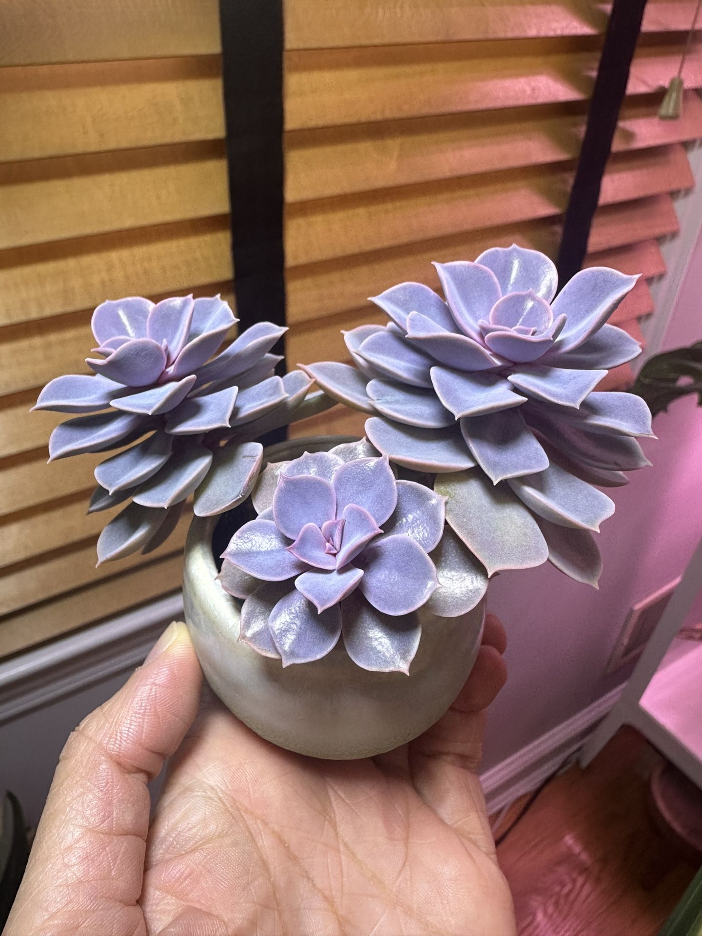 Mini Live Succulent