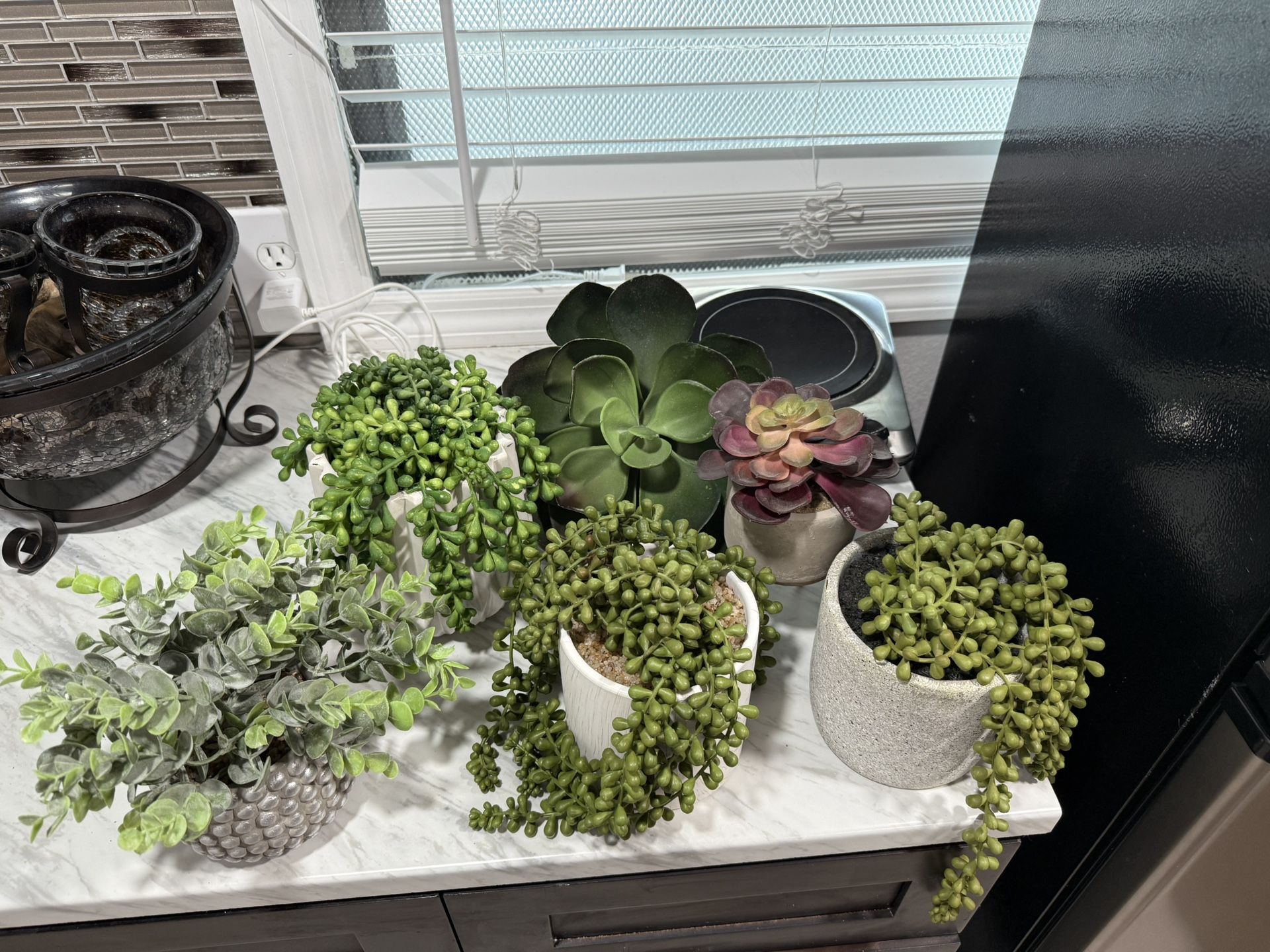 Succulents Plants