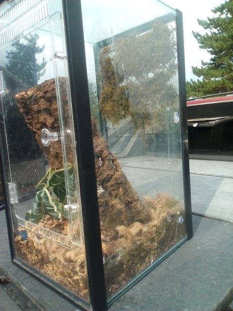 Lizard Aquarium 