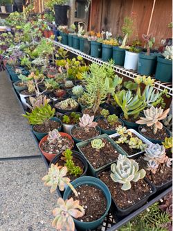 Succulents