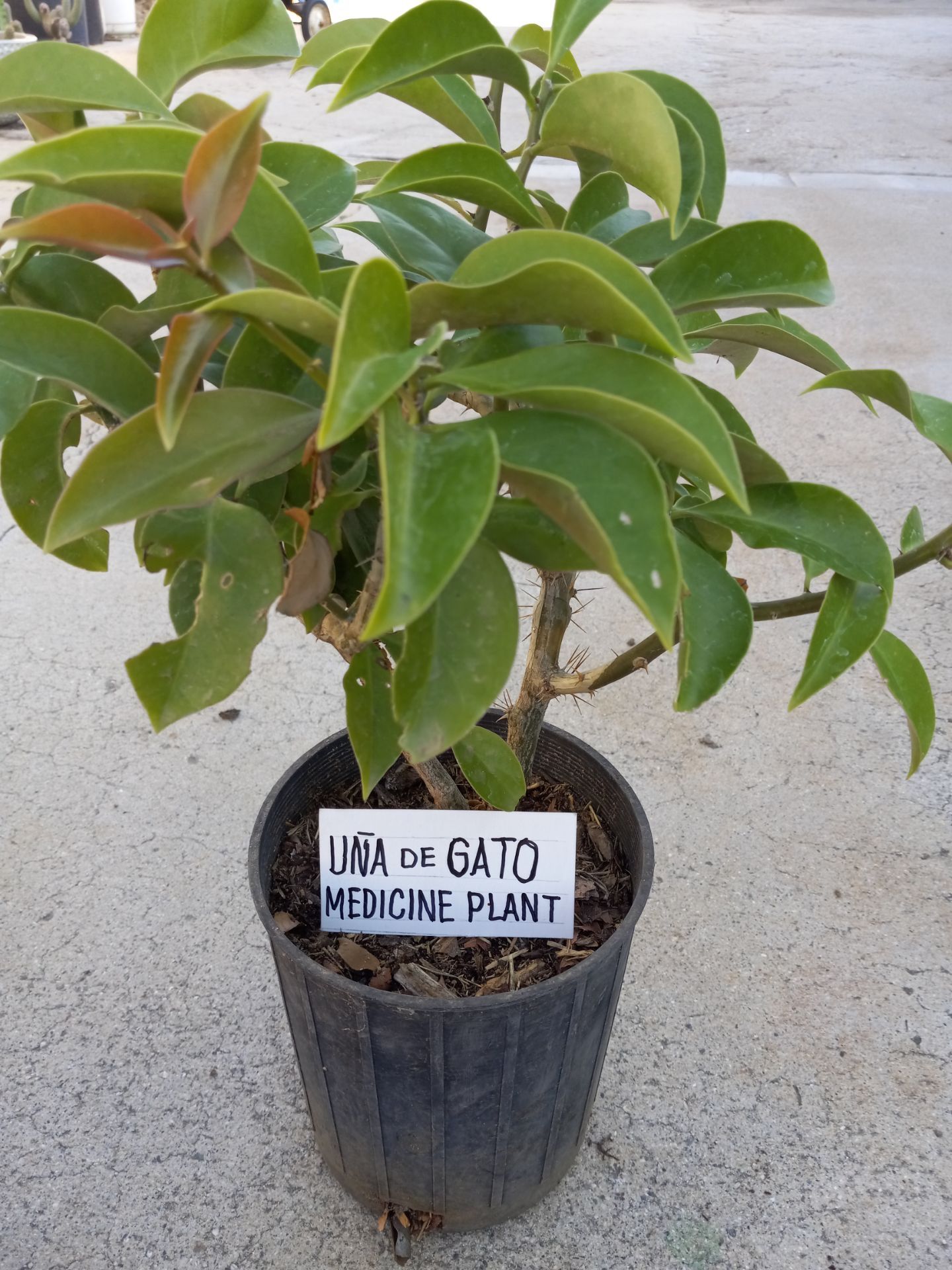 Medicine Plants 8.00 Dlls.low price