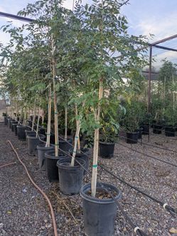 $150 Ash Tree 15gal Pot 