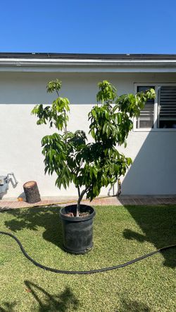 Sweetheart lychee ( ~6ft; big root)