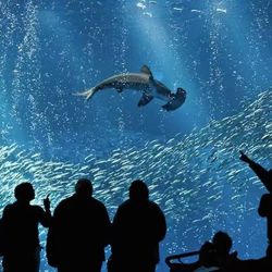 Monterey Bay Aquarium E-Ticket Notice!  Confirm the date and email address. You can pay through the Zelle or Cash in person （In Fresno Only）！ I'll boo
