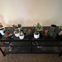 SMALL HOUSEPLANTS 