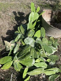 Free Plant Cactus Paddles (Nopales)