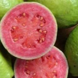 Thai Pink Guava Fully Grown Plant In 2 Gallon Pot