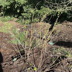 Yellow raspberry starts