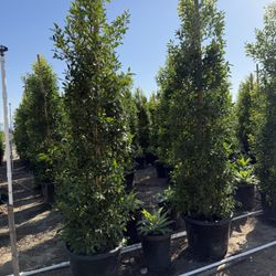 INDIAN LAUREL FICUS NITIDA