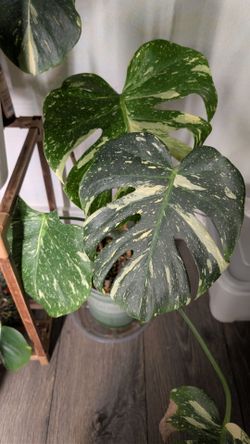 Fenestrated Monstera Thai Constellation