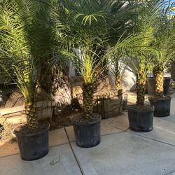 Pigmy dates palms trees