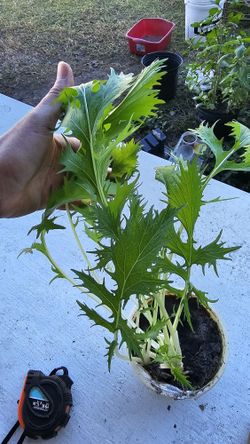 Mizuna Mustard Plants, Matured, 2 Plants Per Container