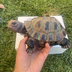 Realistic Turtle Garden Statue 8” – Outdoor Yard, Patio & Pond Decor