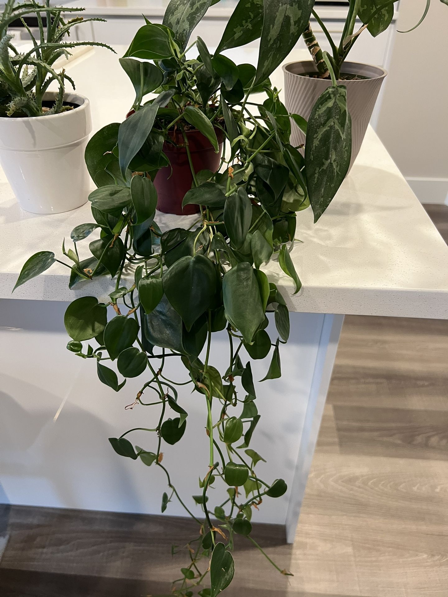 Philodendron