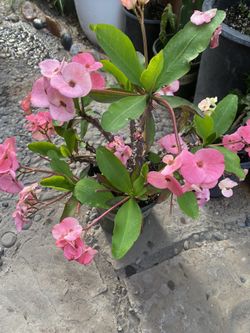 Corona de Cristo, planta