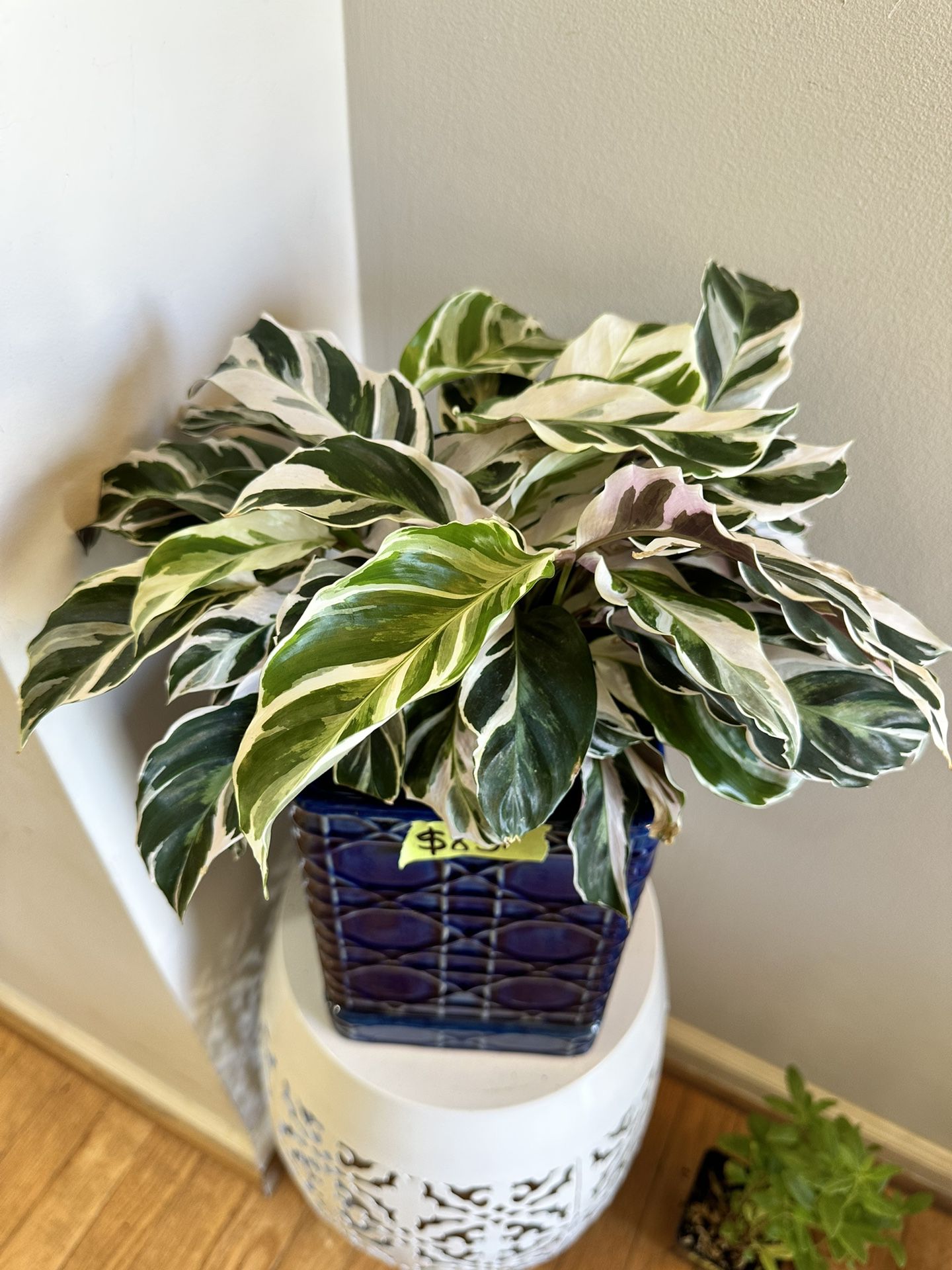 Beautiful And Healthy White Fusion Calathea In A 10” Glazed Ceramic Selfwatering Pot.