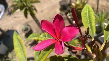 Plumerias en maceta de 15 galones múltiples ramas su precio es $60
