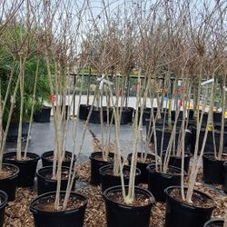 Crape Myrtle Trees 15gallon Special 8ft 