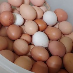 Organic eggs