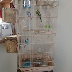 Birds And Cage