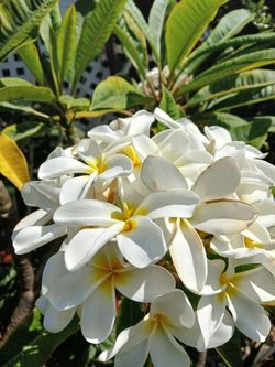 Beautiful Plumerias