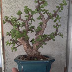 Bonsai 