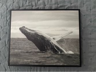 Humpback whale picture frame
