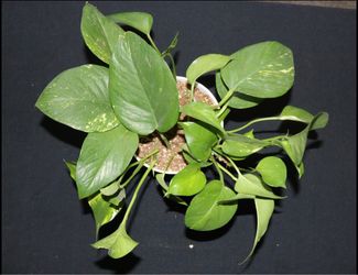 Golden Pothos – Established Mother Plant 🌿