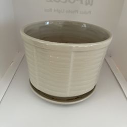 Beige Ribbed Pottery Plant 