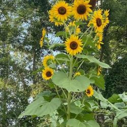 Sun Flowers 
