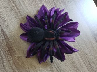 Halloween Spider Hair Accessories