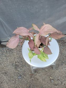 Pink sengunium  Plant 5" Nursery Pot