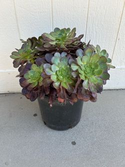 Purple succulent plant in 5gl. Wide