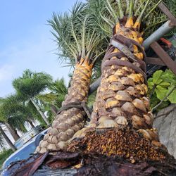 silvester Palms and Canary Palms all sizes available 