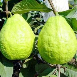 Guava Trees 