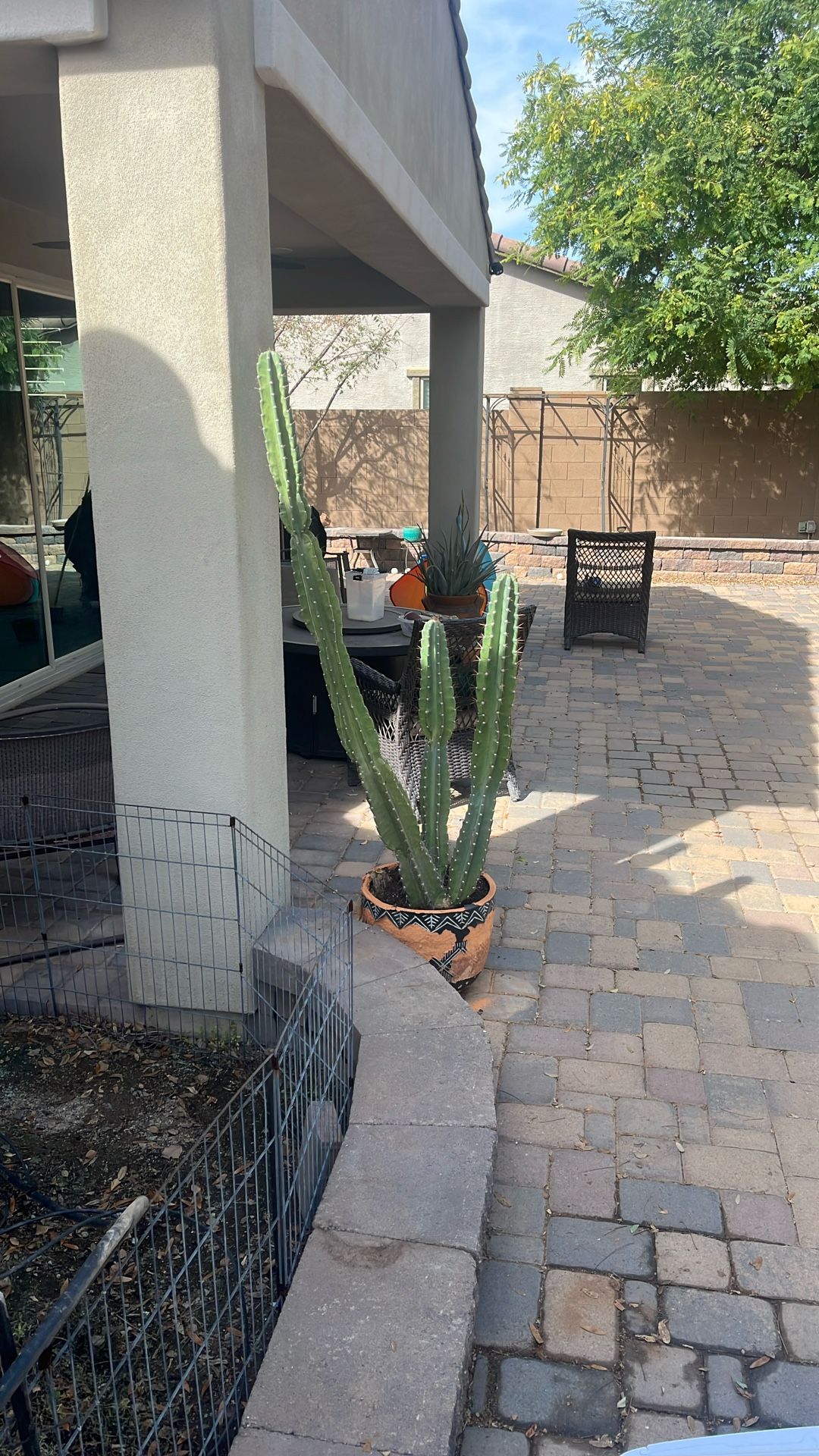 Cacti Organ Pipe Succulent