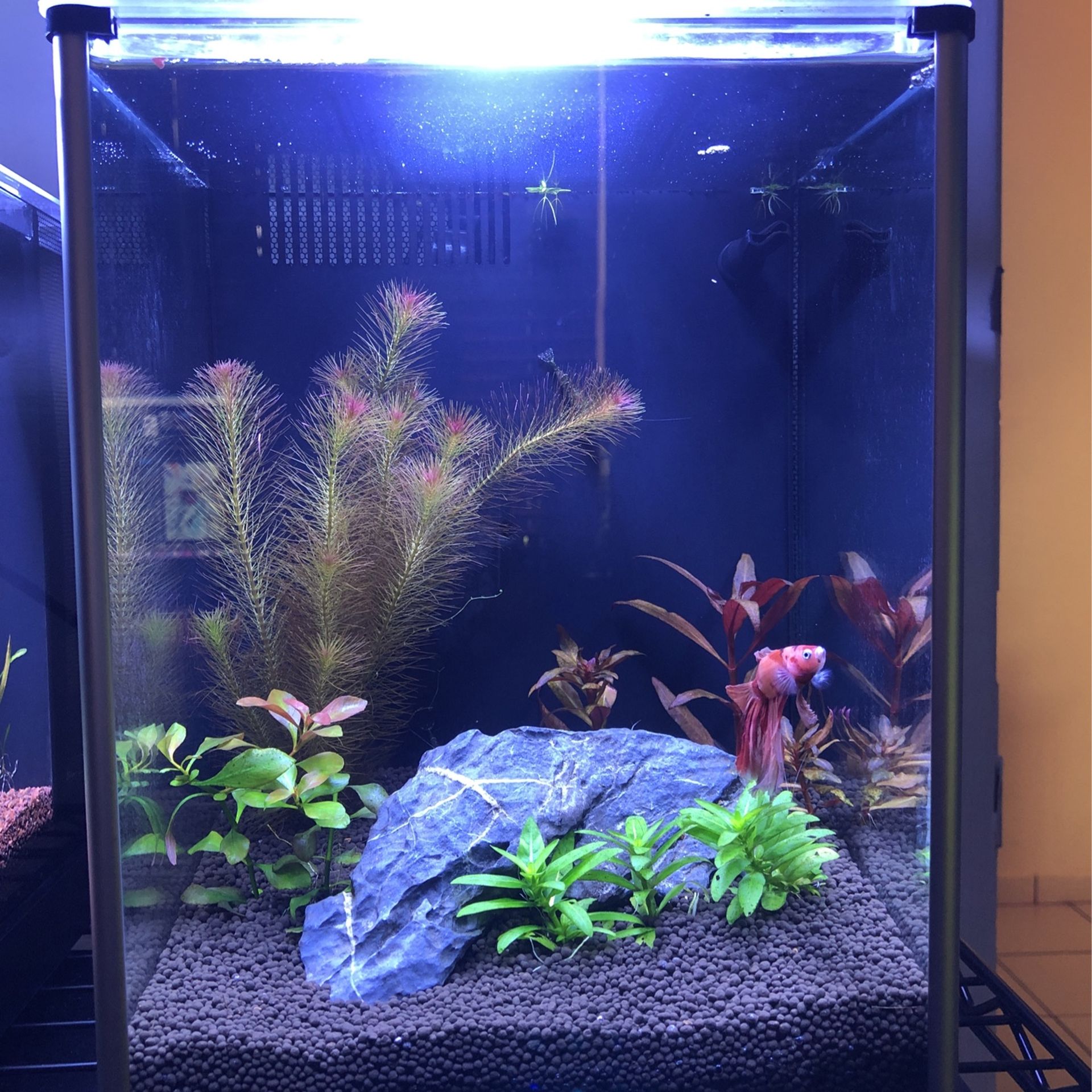 Fluval Spec 3 Fish Tank 