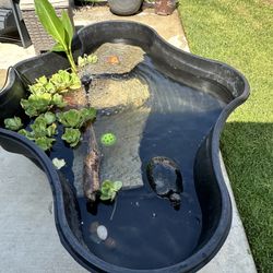 Pond