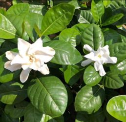 Double Tahitian GARDENIA Taitensis Jasminoides Plant~Intensely Fragrant ~ 1 ft -Large Shiny Green