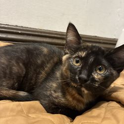 Dog Walking And Cat Sitting