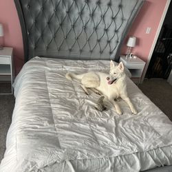 Queen Bed And Mattress 1 Year Old. 