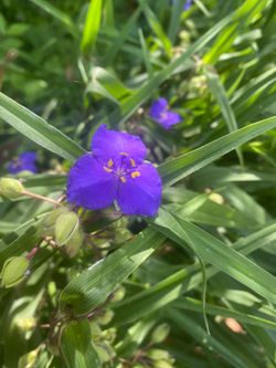 SPIDERWORT
