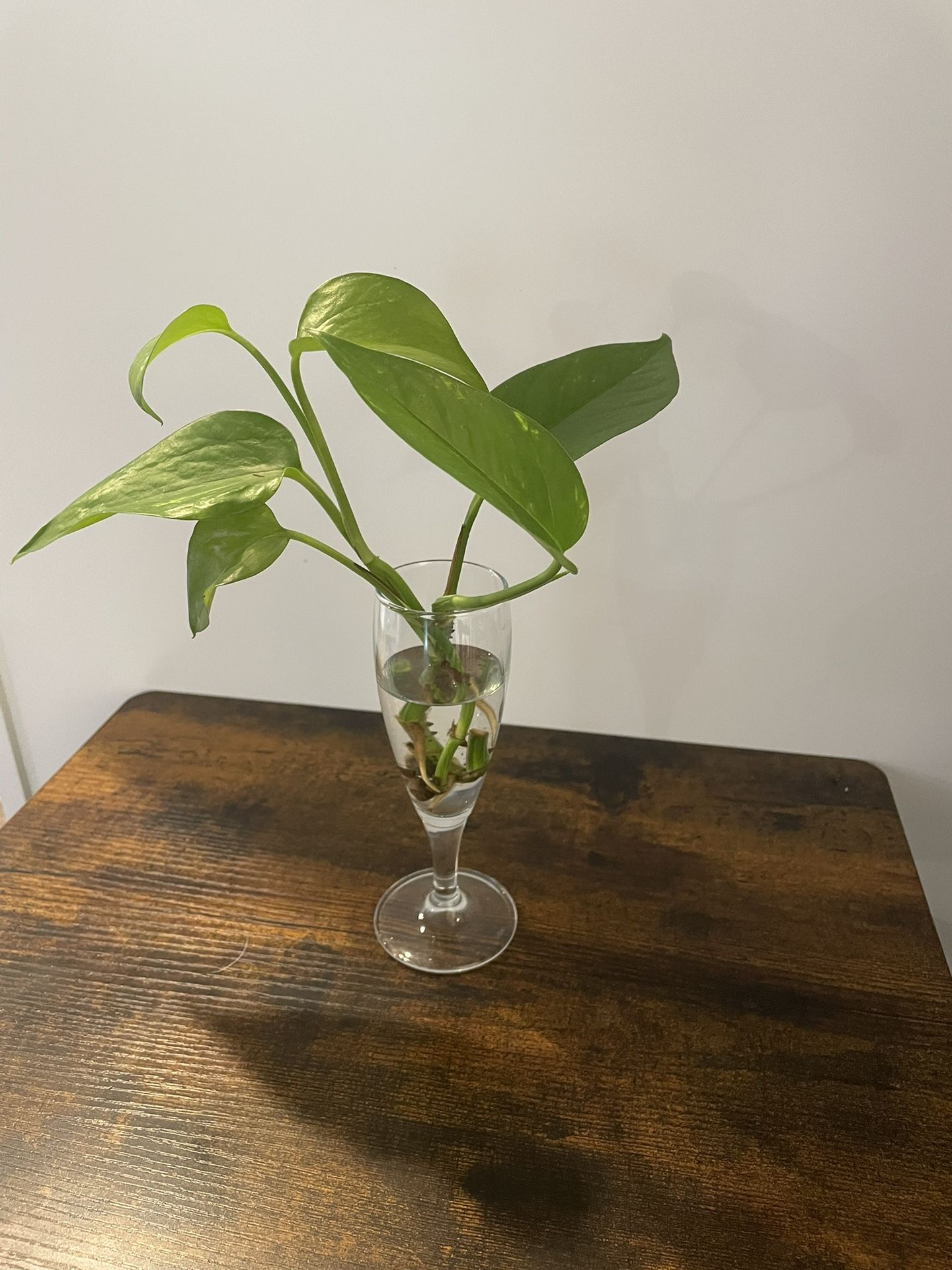 Pothos Plant Cuttings