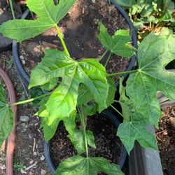 Chaya, Mayan spinach