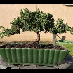 Bonsai Japanese Garden Juniper $60 Each
