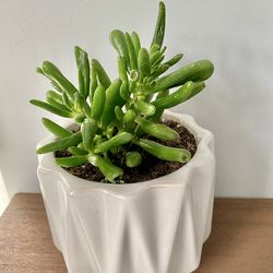 Gollum Jade in White ceramic pot
