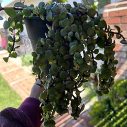 Hanging Elephant Bush Plant 