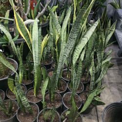Snake plant 