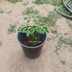 Moringa 
